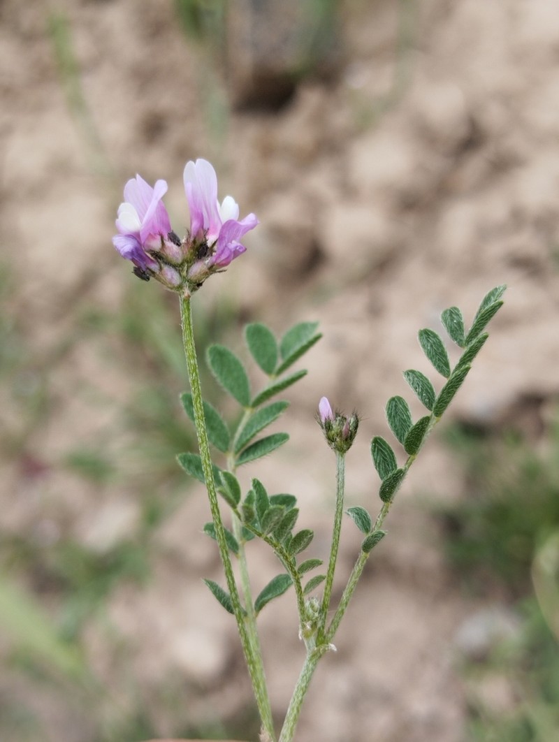 Astragalus filicaulis