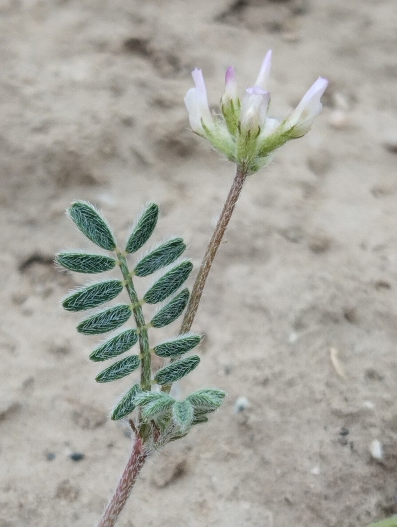 Astragalus filicaulis photo 2