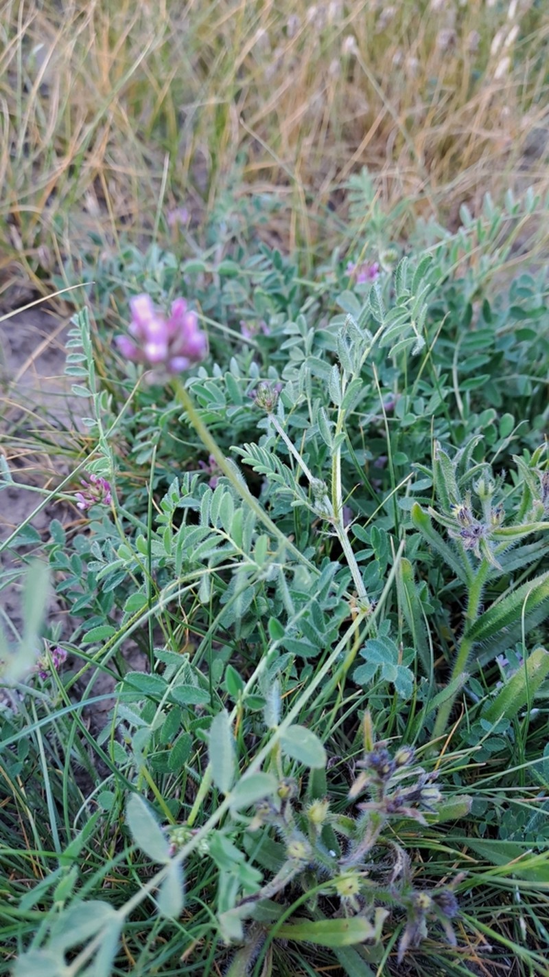 Astragalus filicaulis photo 3