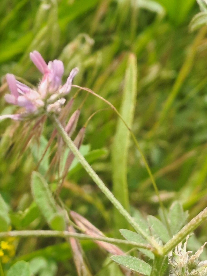 Astragalus filicaulis photo 4