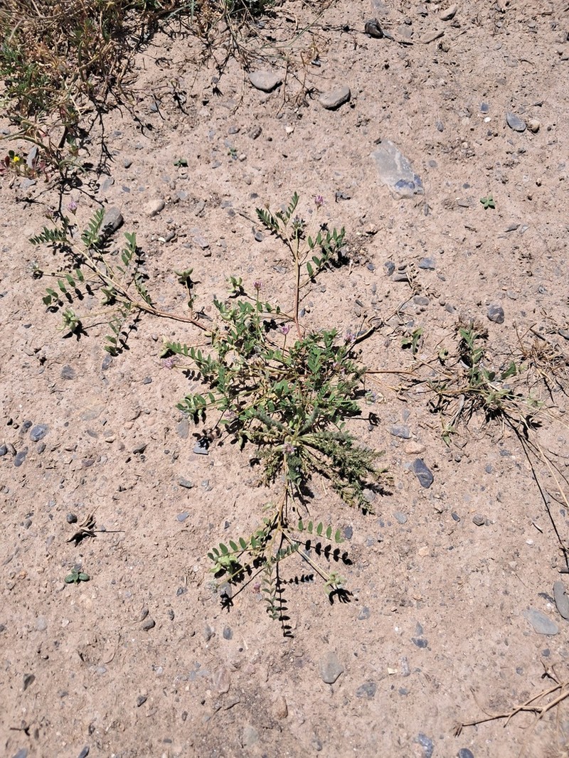 Astragalus filicaulis photo 5