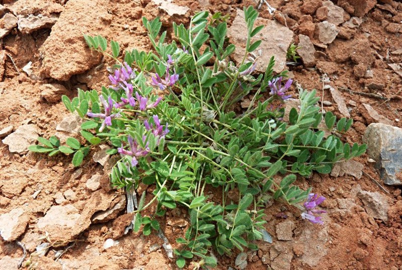 Astragalus filicaulis photo 6