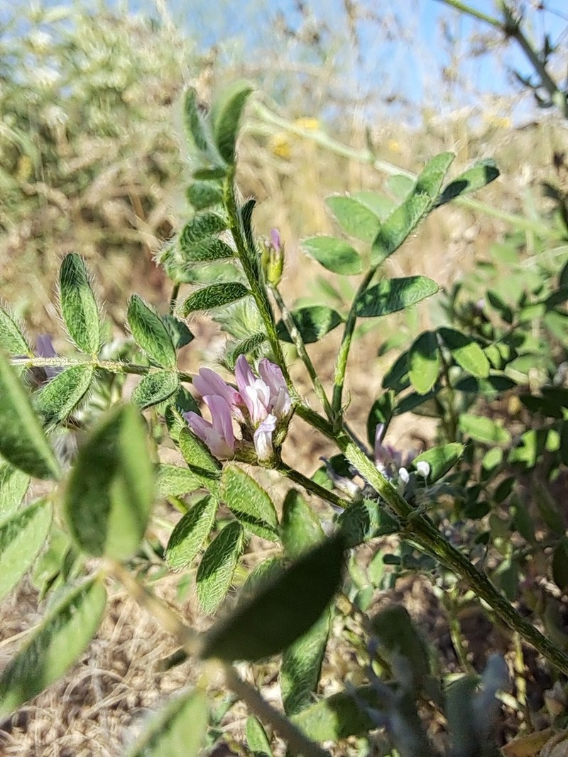 Astragalus filicaulis photo 7