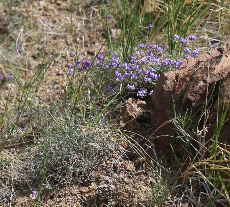 Astragalus filiformis photo 2