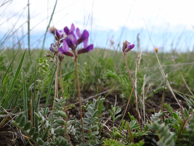 Astragalus filiformis photo 3