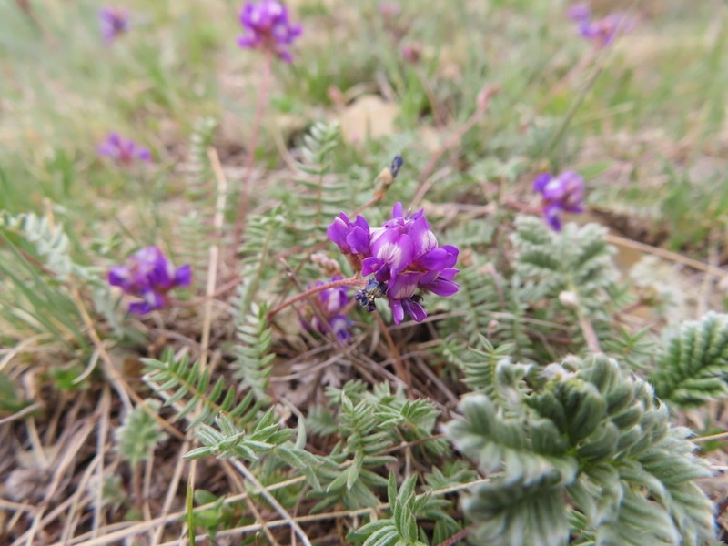 Astragalus filiformis photo 4