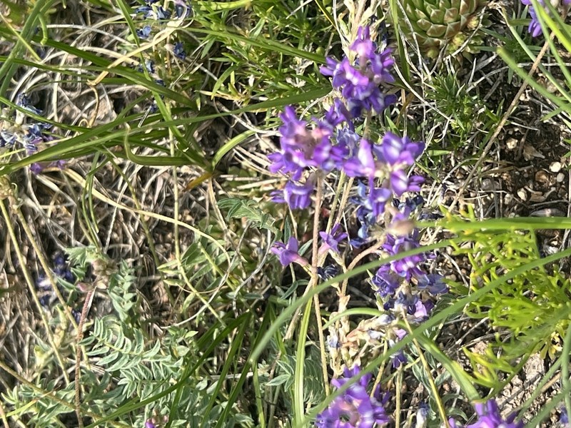 Astragalus filiformis photo 5