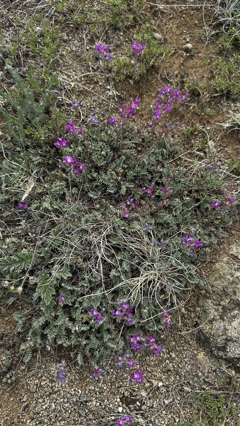 Astragalus filiformis photo 6