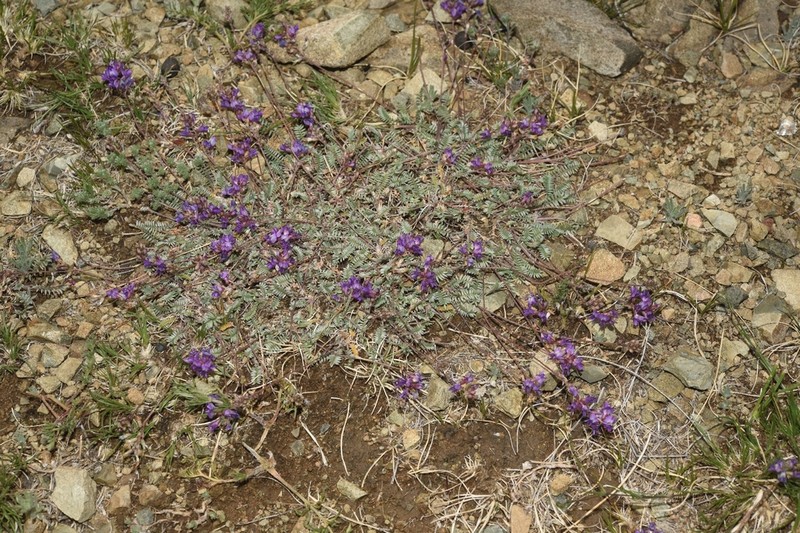 Astragalus filiformis photo 7