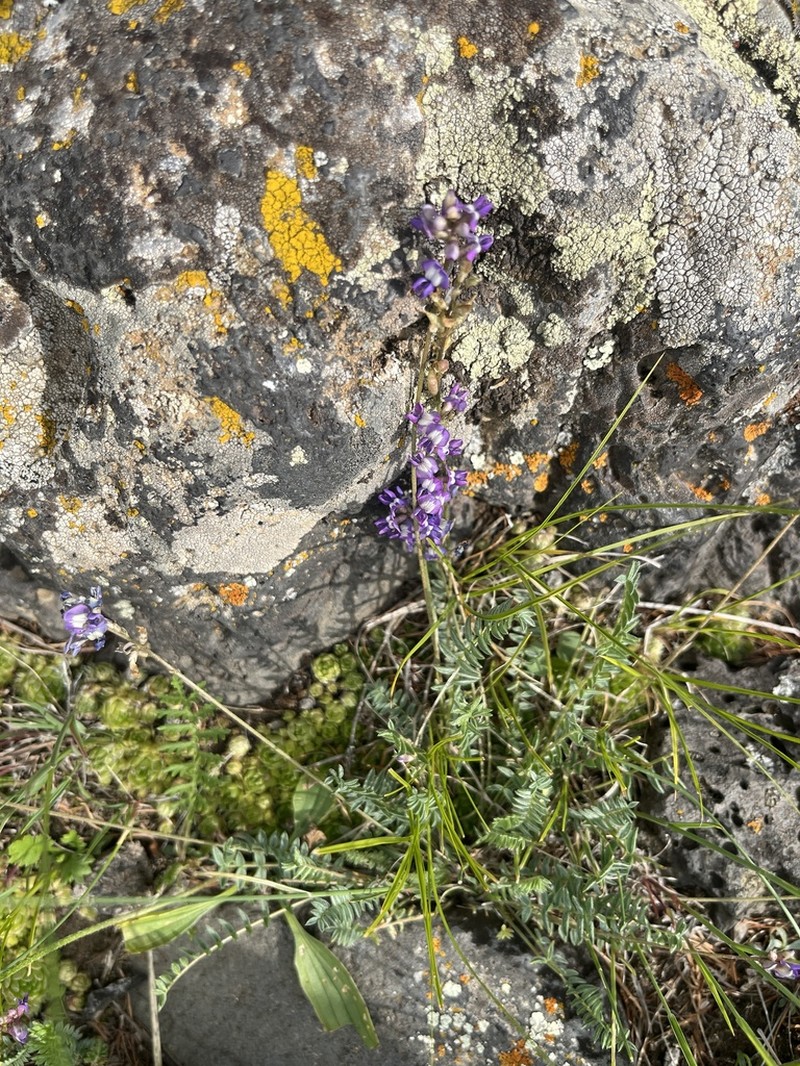 Astragalus filiformis photo 8