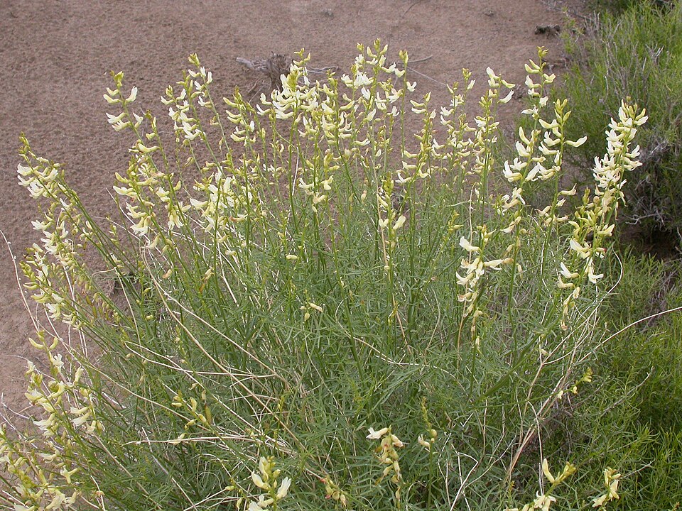 Basalt Milkvetch