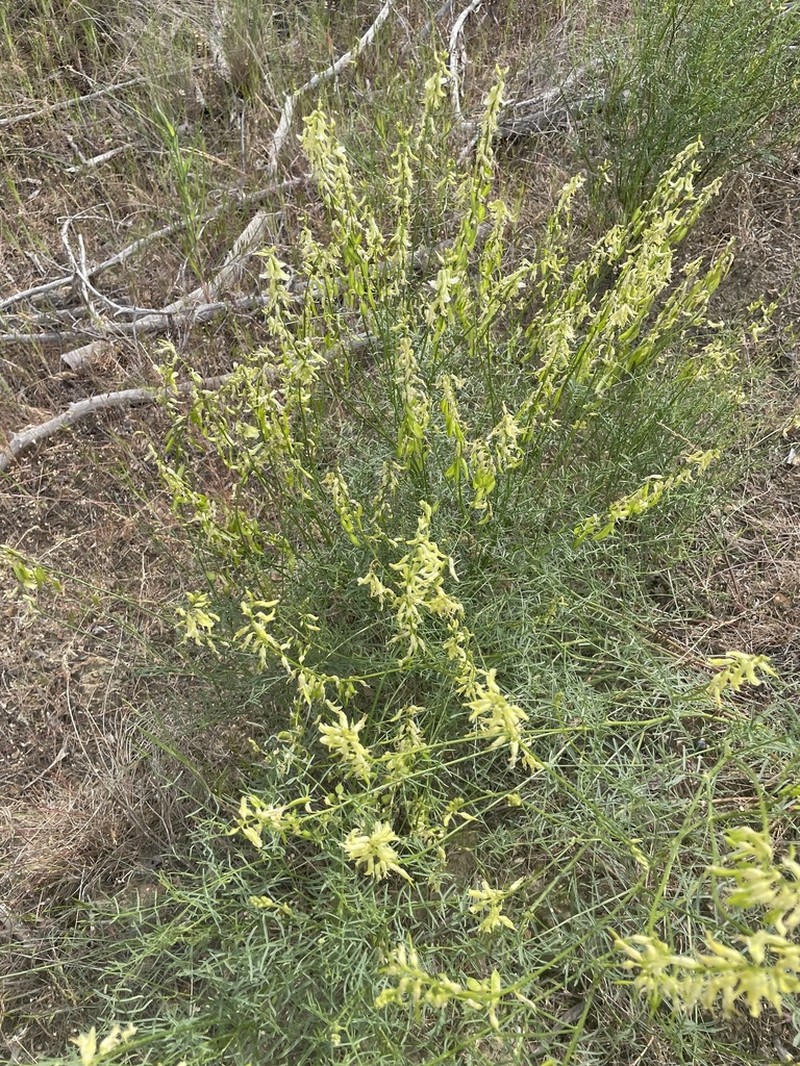 Basalt Milkvetch photo 4