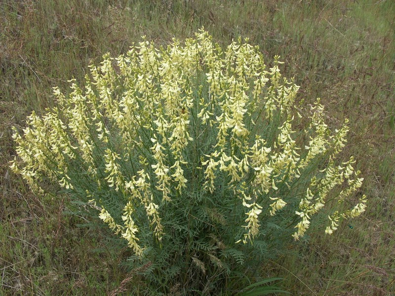 Basalt Milkvetch photo 5