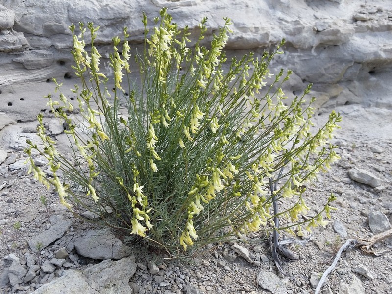 Basalt Milkvetch photo 6