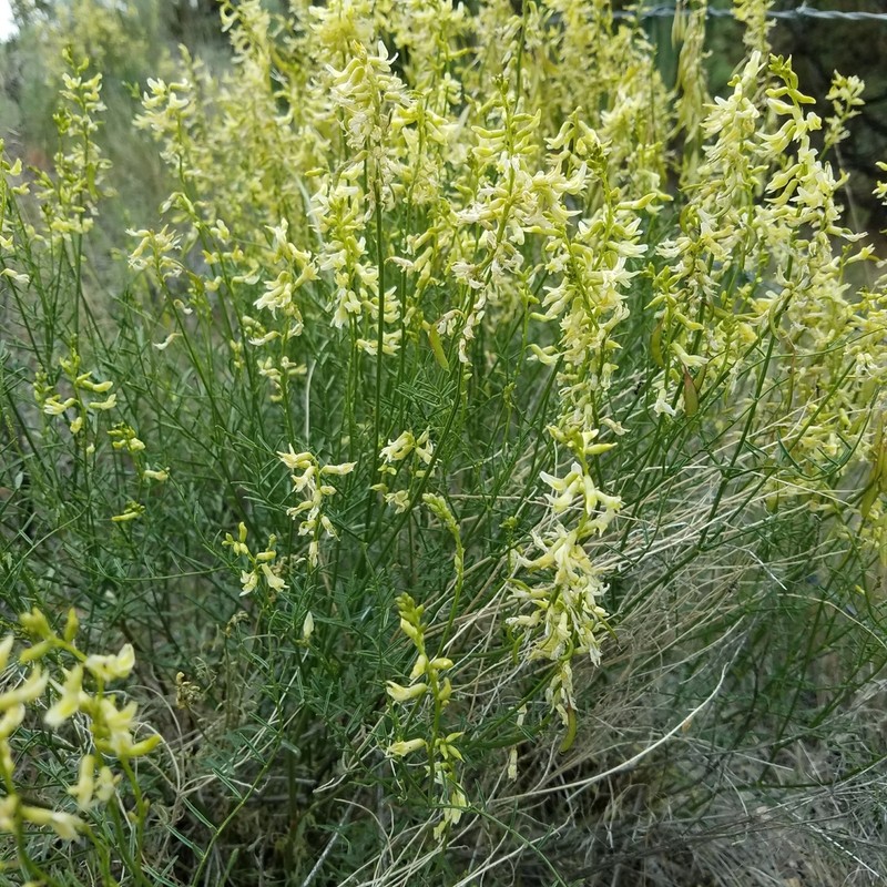Basalt Milkvetch photo 7