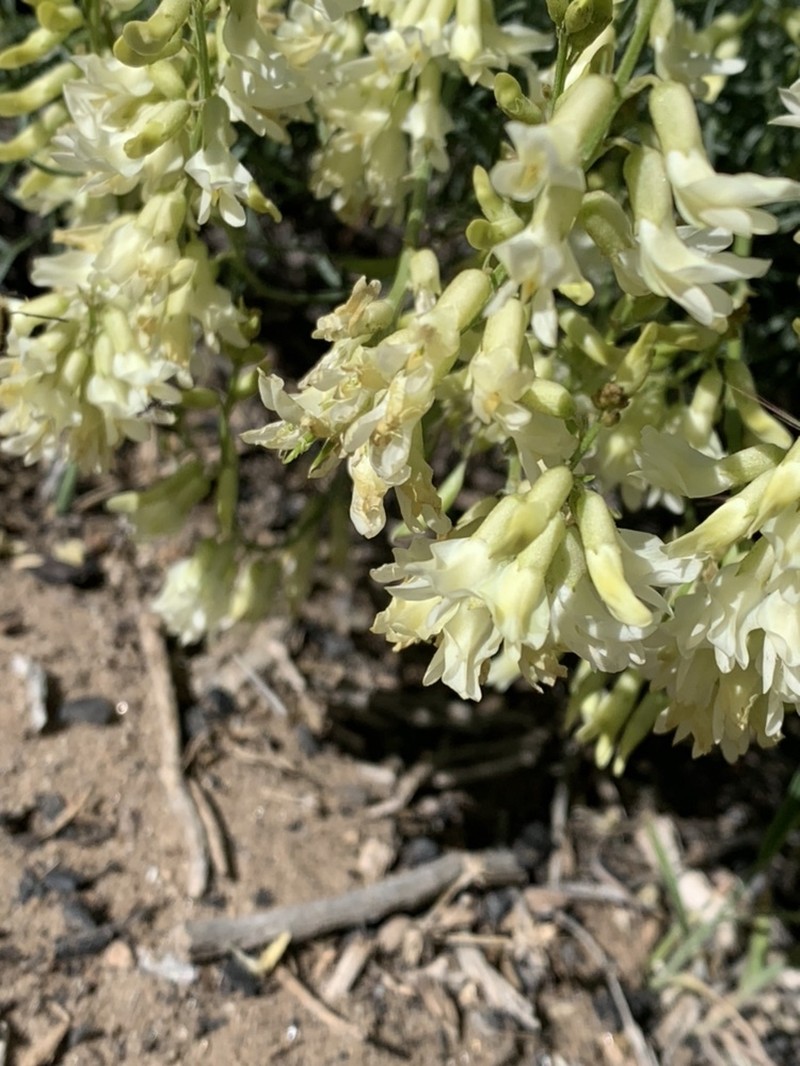Basalt Milkvetch photo 8