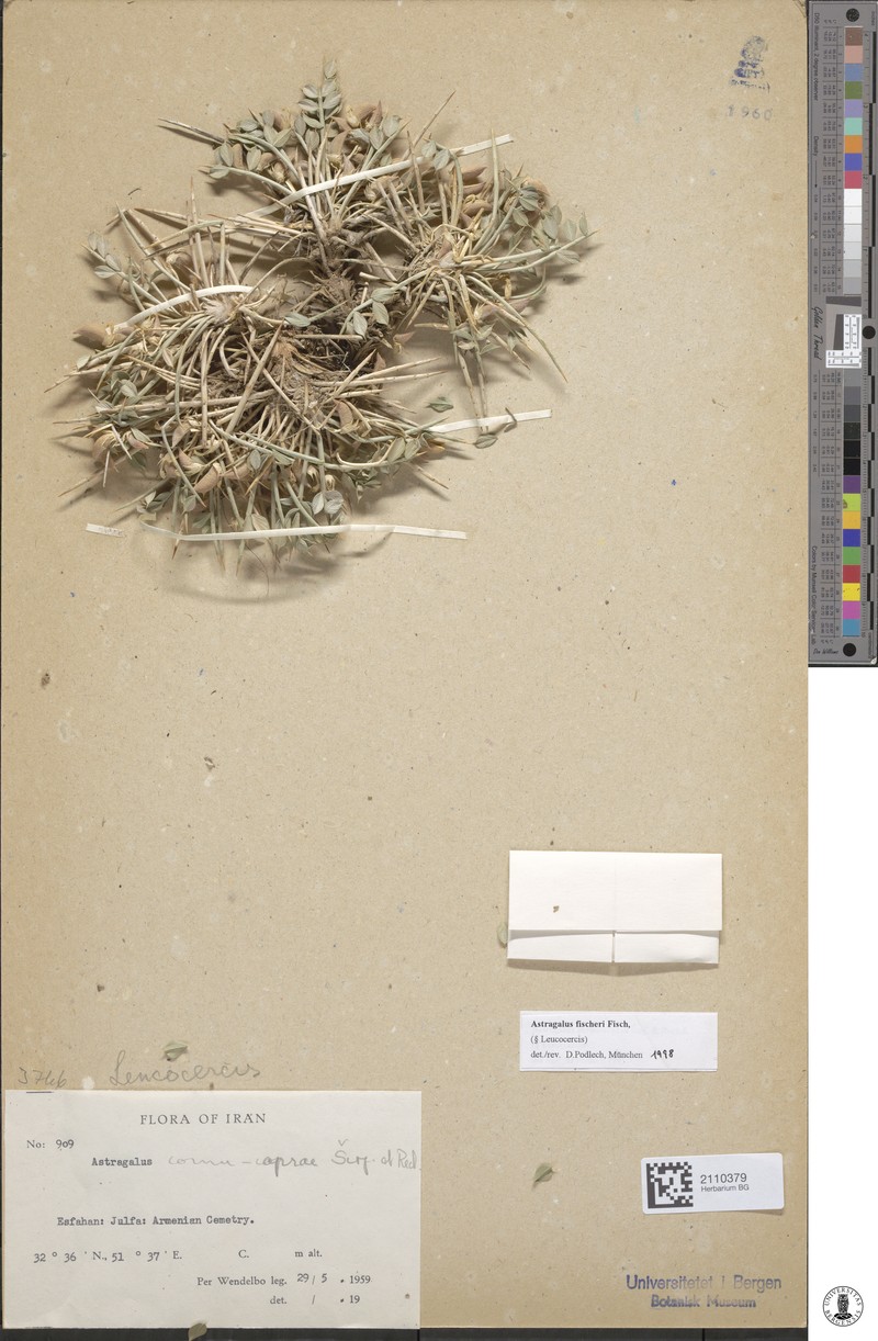 Astragalus fischeri