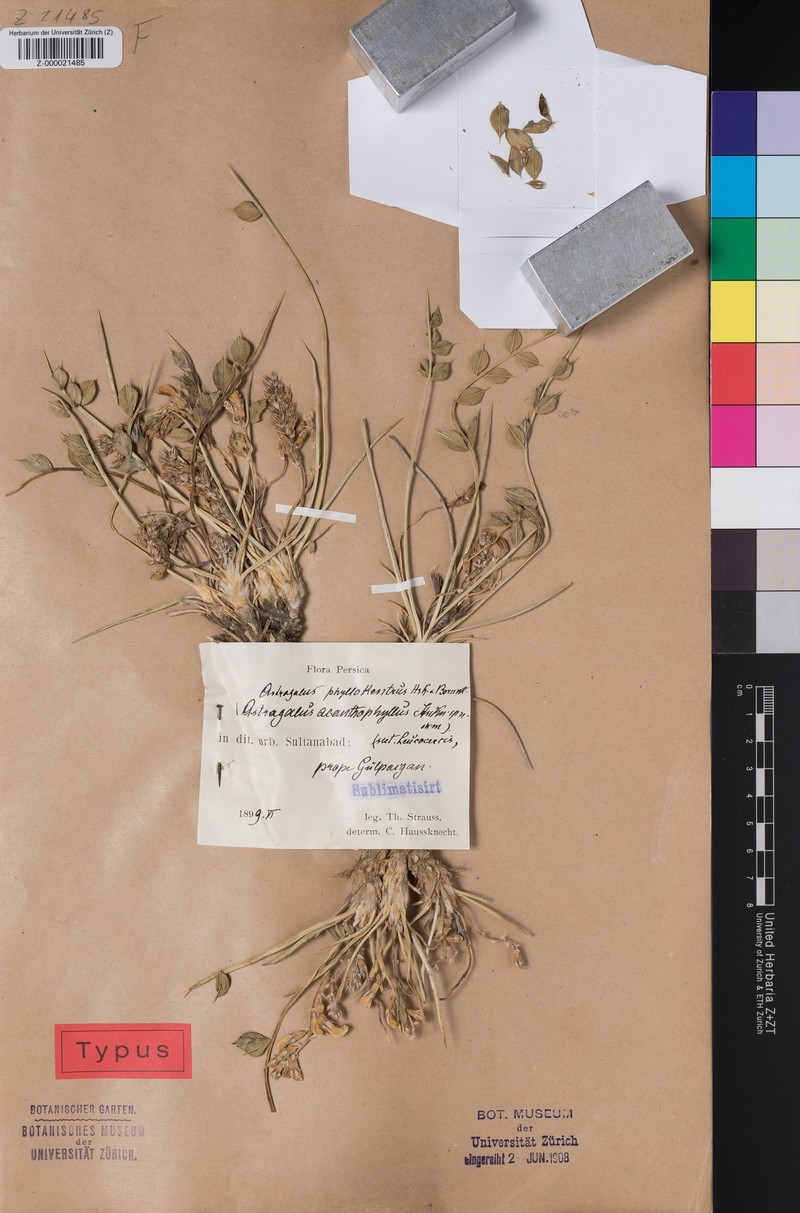 Astragalus fischeri photo 2