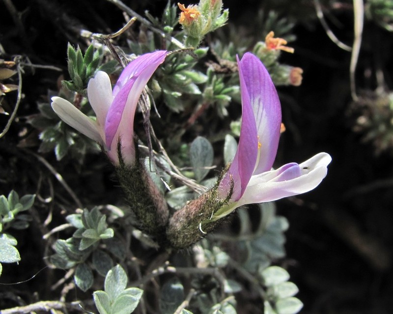 Astragalus fissuralis