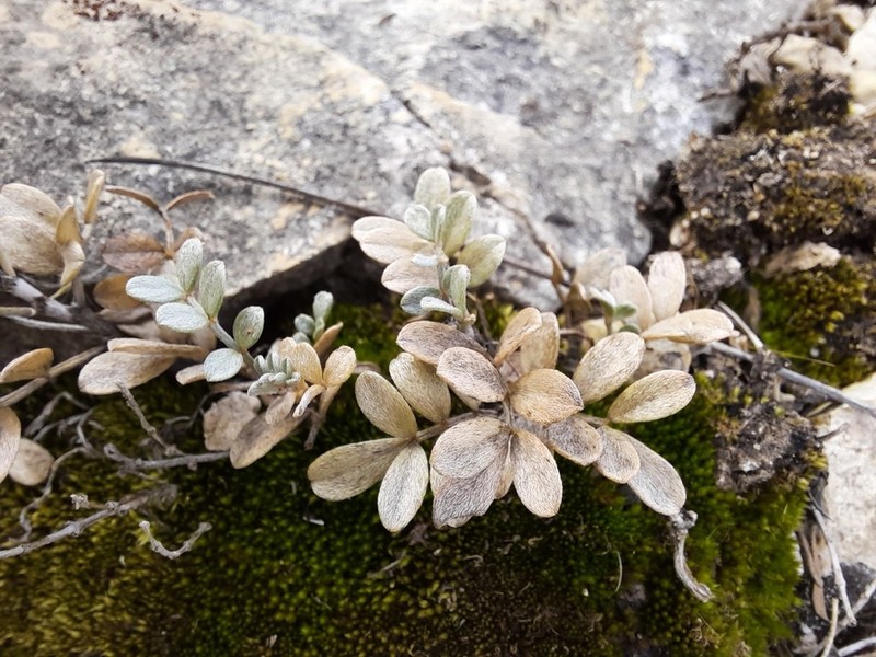 Astragalus fissuralis photo 2
