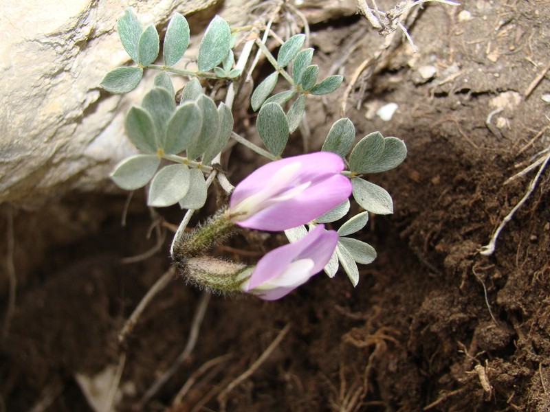 Astragalus fissuralis photo 3