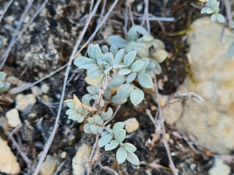 Astragalus fissuralis photo 4