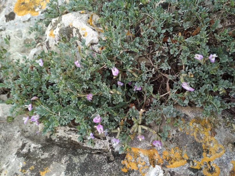 Astragalus fissuralis photo 5