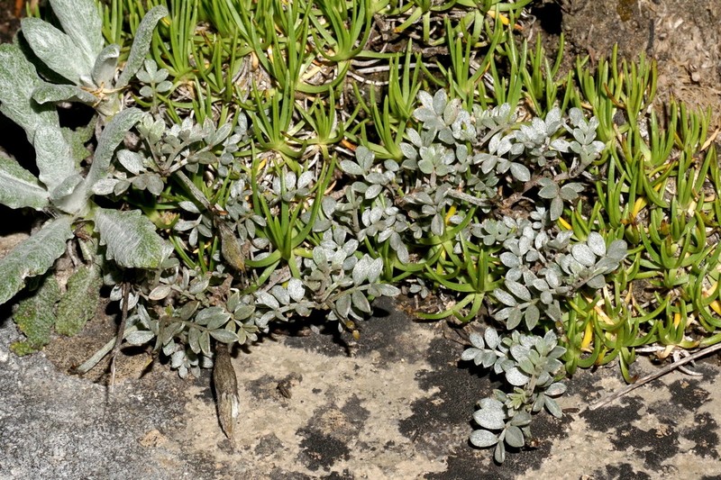 Astragalus fissuralis photo 6
