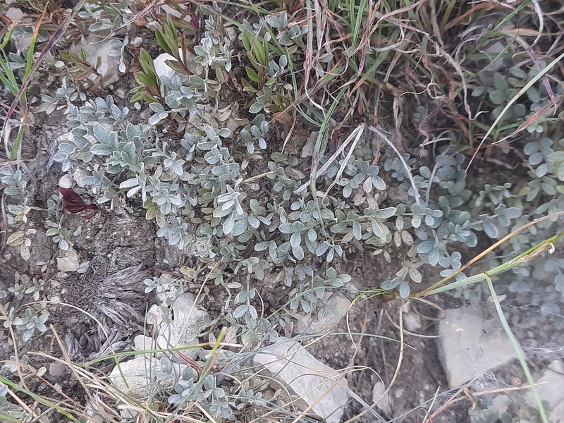 Astragalus fissuralis photo 7