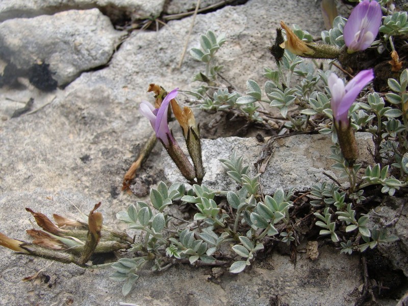 Astragalus fissuralis photo 8