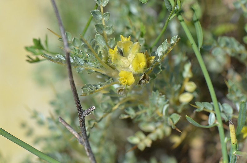 Astragalus flavescens photo 2
