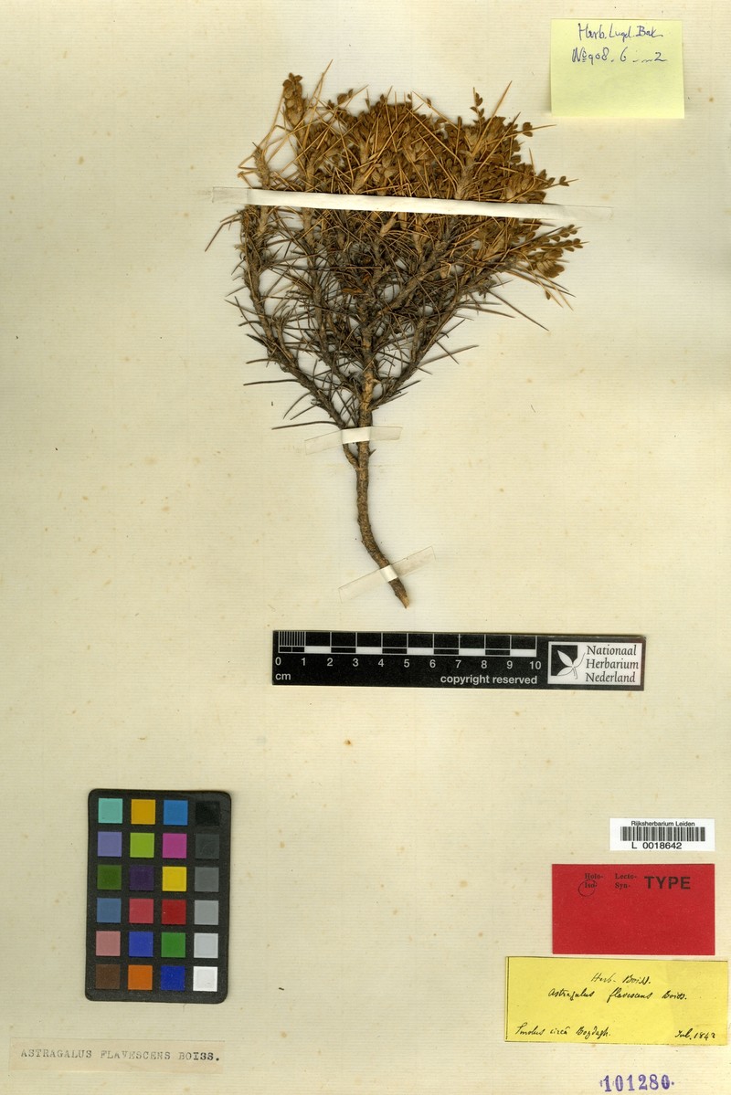 Astragalus flavescens photo 3