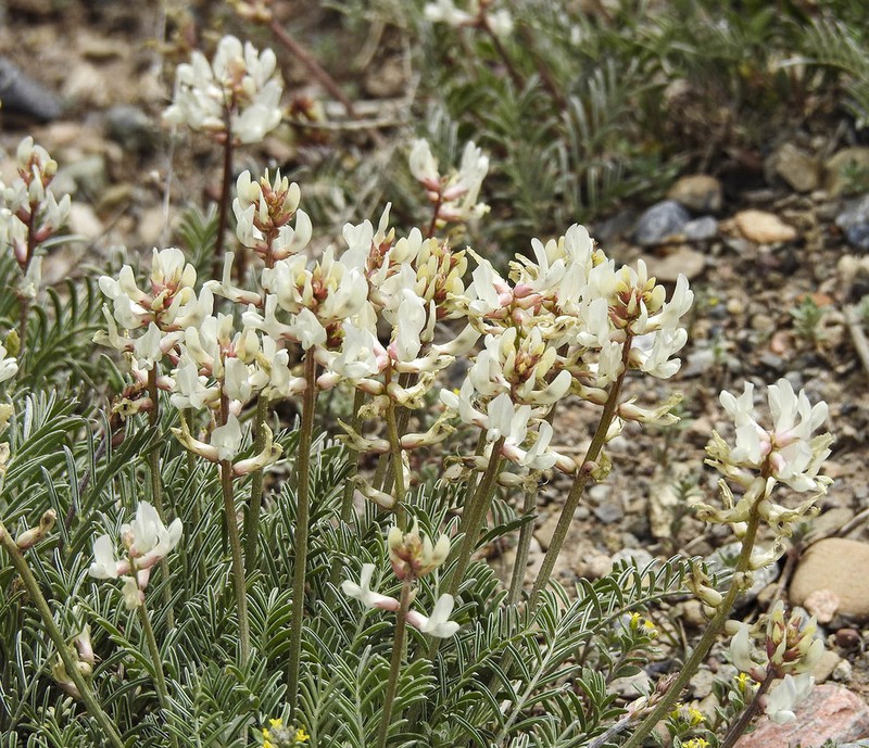 Yellow Milkvetch photo 3