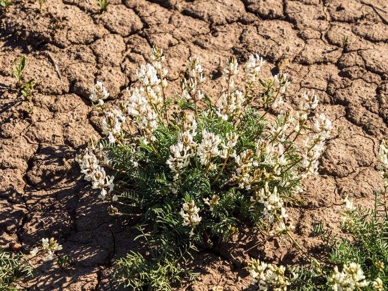 Yellow Milkvetch photo 5