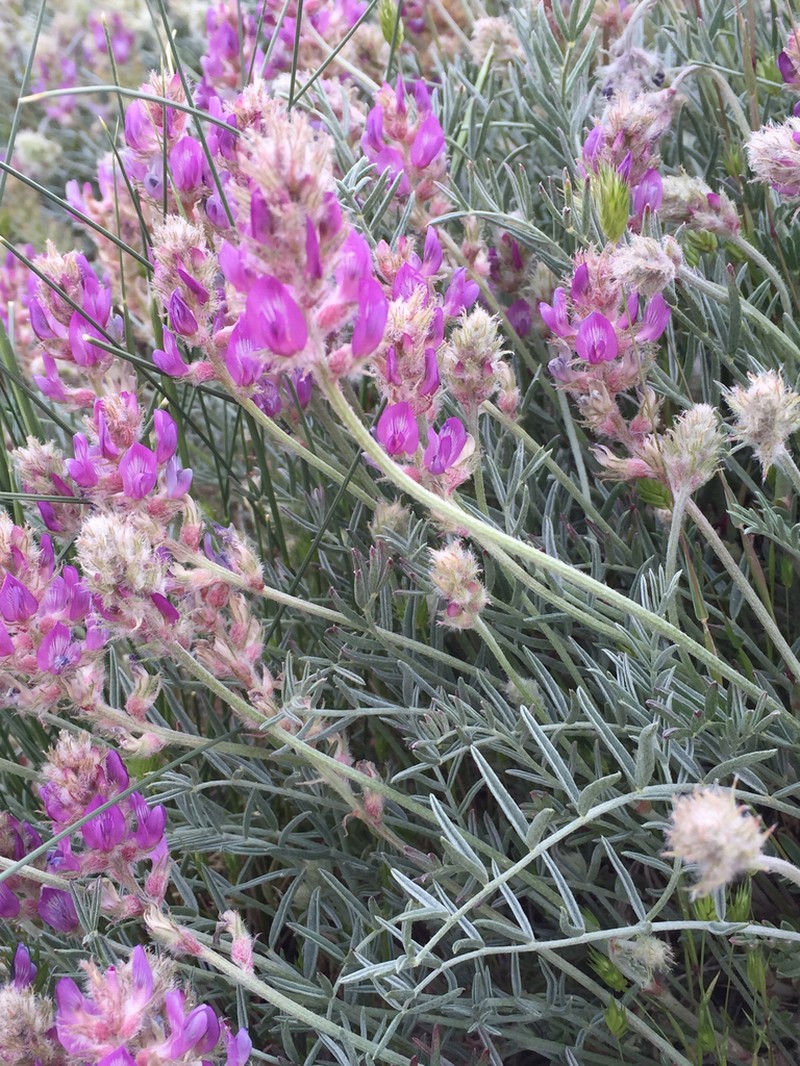 Yellow Milkvetch photo 6