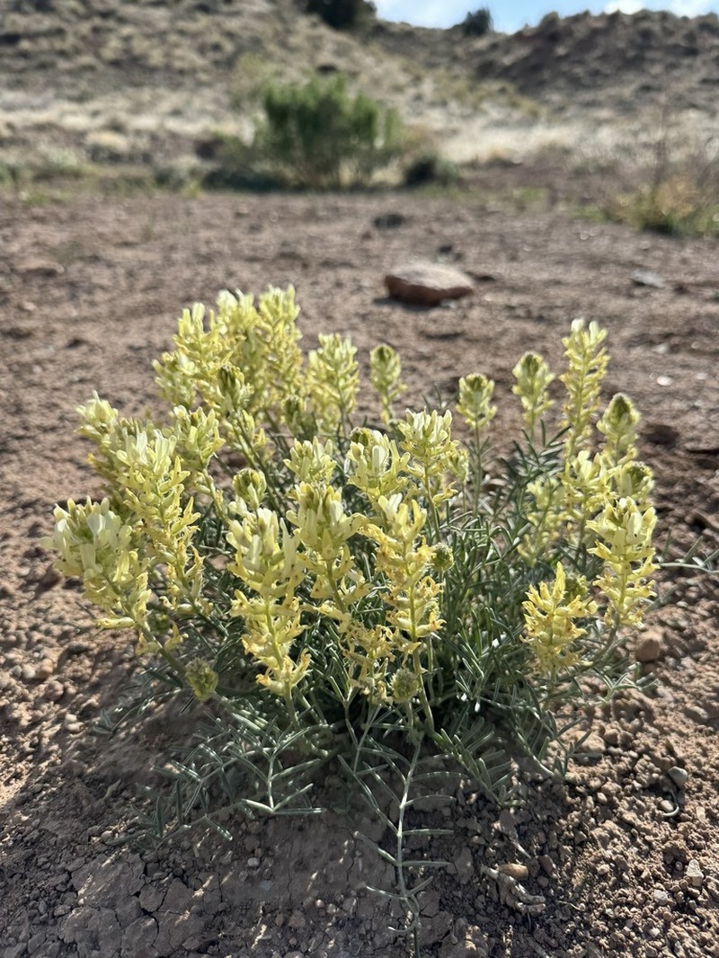 Yellow Milkvetch photo 8