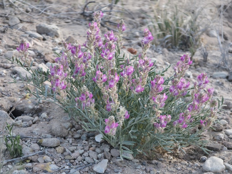 Astragalus flavus var. argillosus