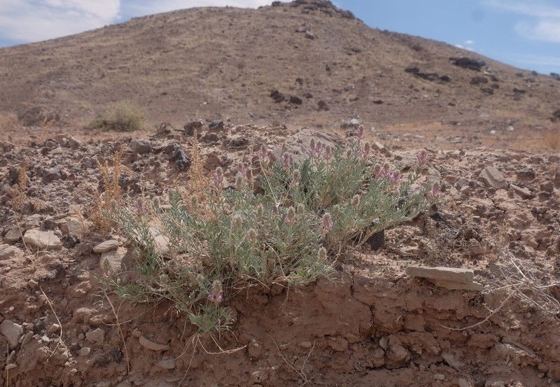 Astragalus flavus var. argillosus photo 4