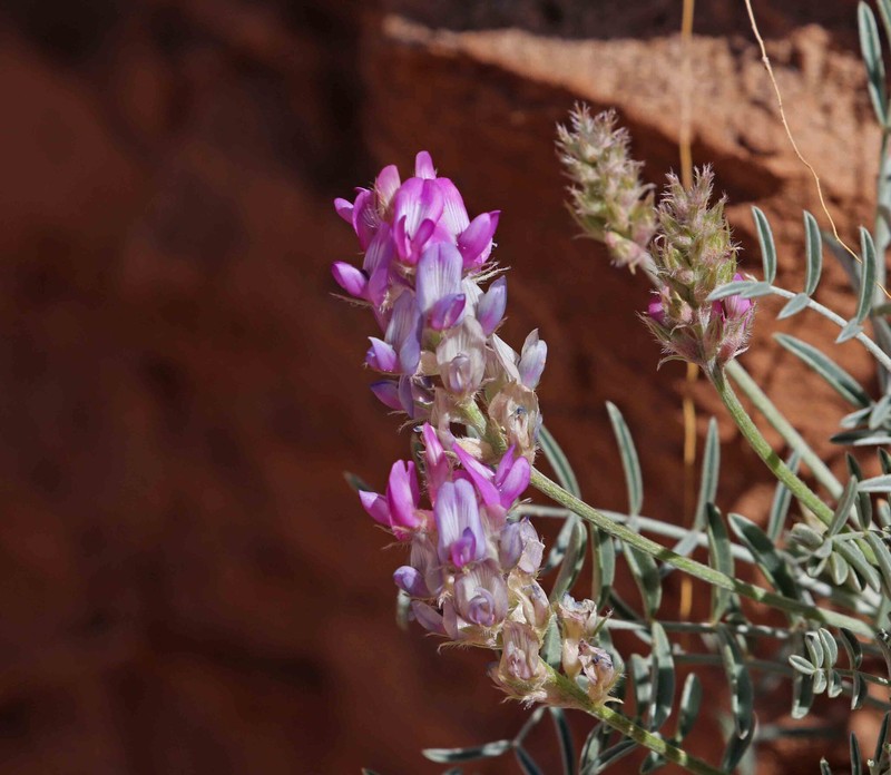 Astragalus flavus var. argillosus photo 5