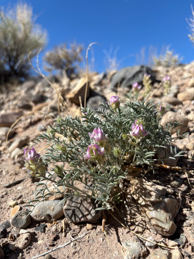 Astragalus flavus var. argillosus photo 6