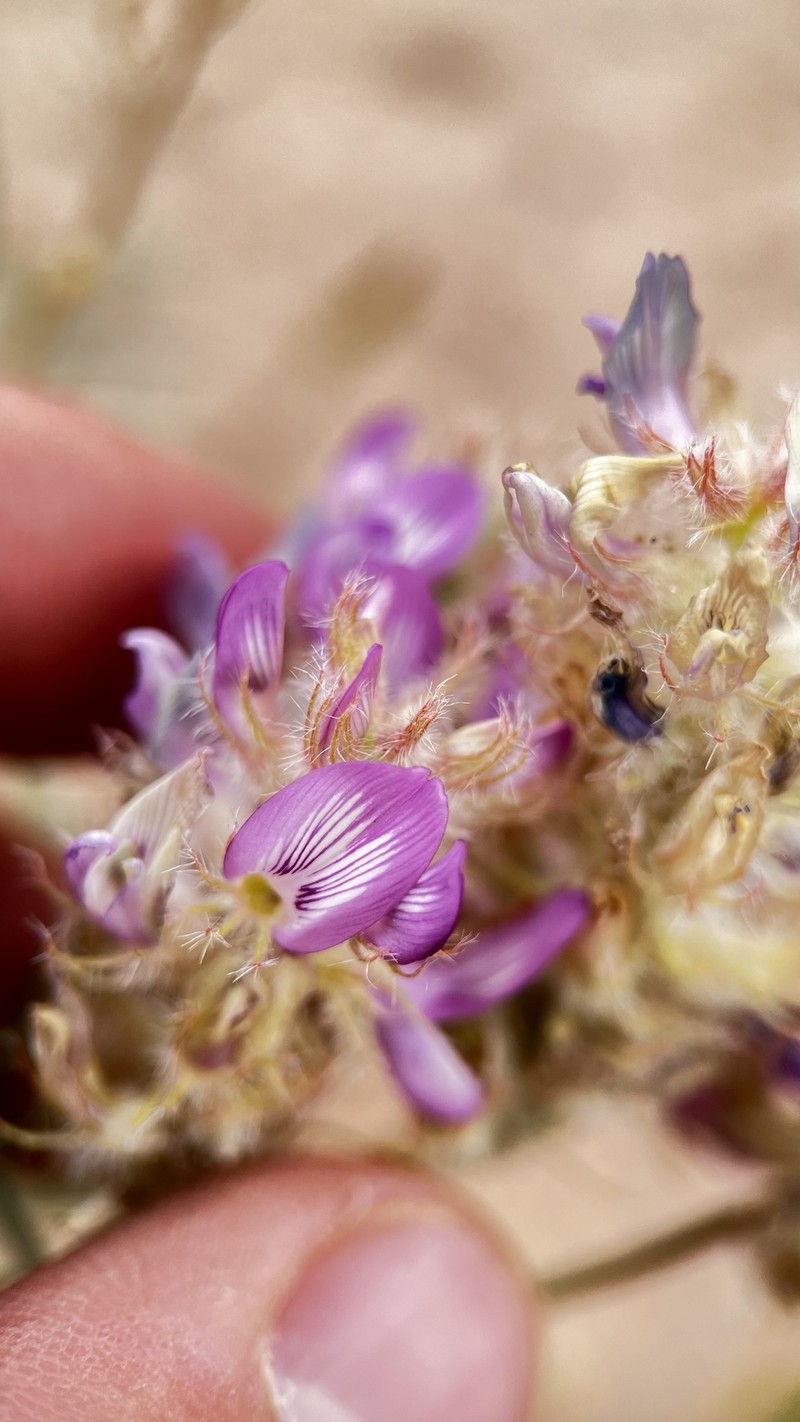 Astragalus flavus var. argillosus photo 7