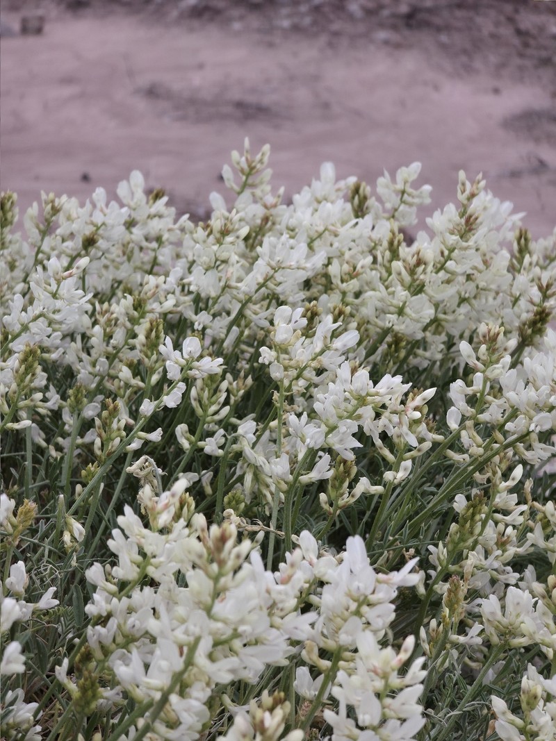 Astragalus flavus var. flavus photo 2