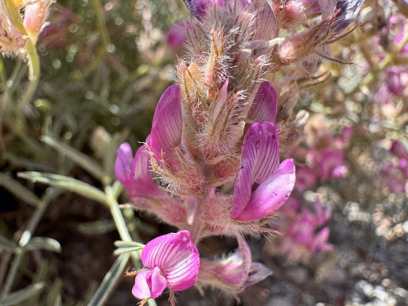 Astragalus flavus var. flavus photo 3
