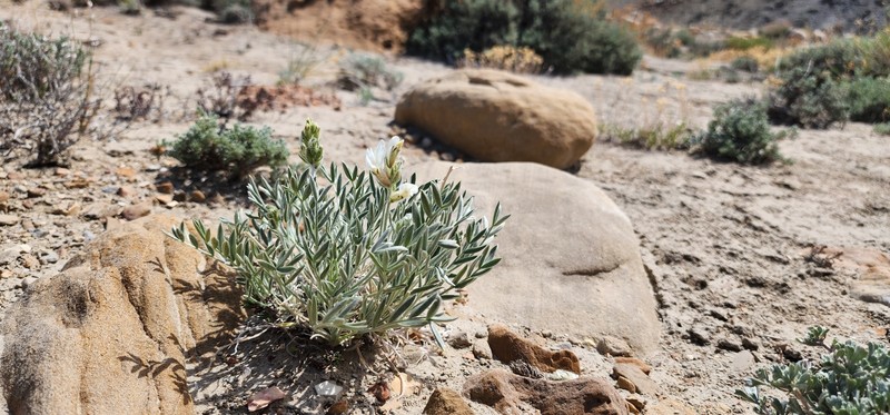 Astragalus flavus var. flavus photo 4