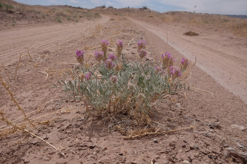 Astragalus flavus var. flavus photo 5