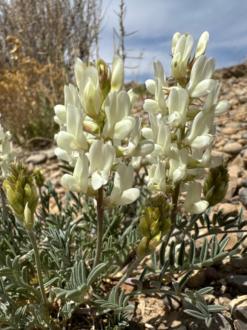 Astragalus flavus var. flavus photo 7