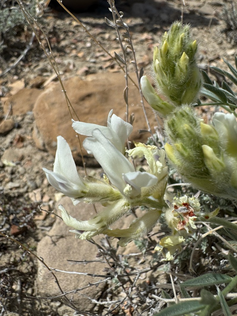 Astragalus flavus var. flavus photo 8