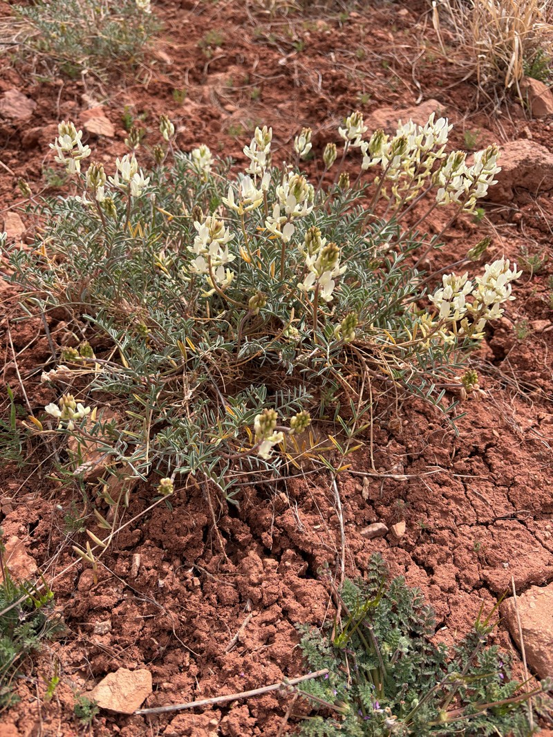 Astragalus flavus var. higginsii