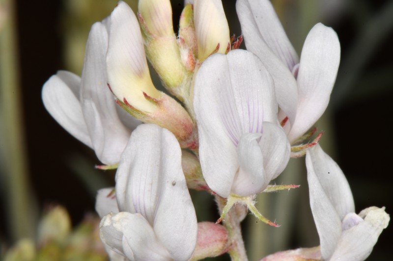 Astragalus flavus var. higginsii photo 2