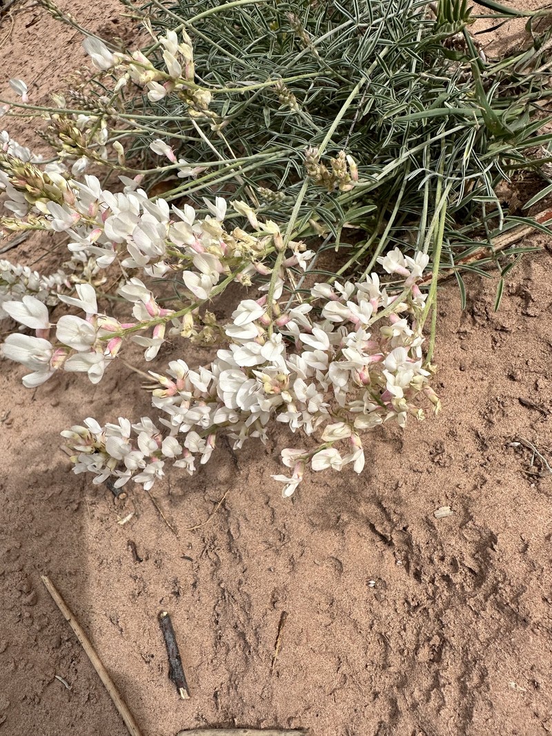 Astragalus flavus var. higginsii photo 3